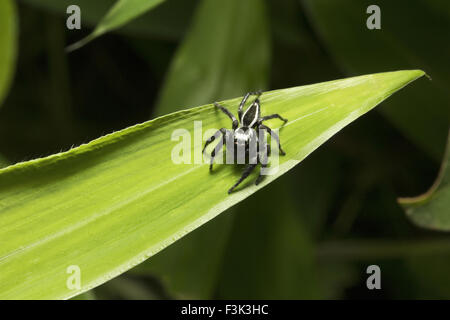 Springen Spinne, Salticidae, Aarey Milch Kolonie Mumbai, Indien Stockfoto