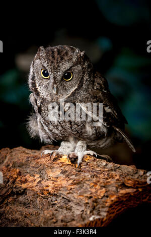 Ein indoor Studio Bild einer Gefangenschaft Screech Eule namens Ilene. Stockfoto