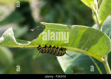 Monarch Raupe auf dem Kopf stehend auf einem Blatt teilweise gegessen Wolfsmilch. Stockfoto