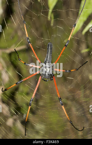 Signatur-SPIDER, Wespenspinne sp, ARANEIDAE, Tripura, Indien Stockfoto