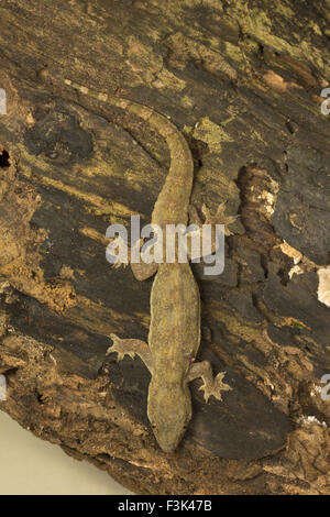 Wohnung-TAILED Haus GECKO, Hemidactylus Platyurus, Gekkonidae, Jampue Hills, Tripura, Indien Stockfoto