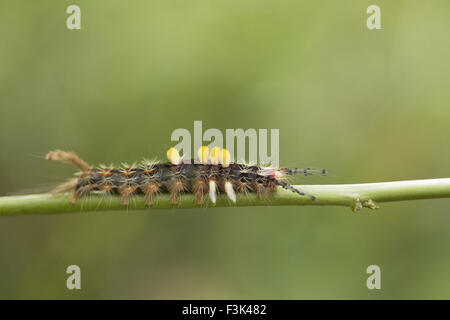 Falter-Raupe, Jampue Hills, Tripura, Indien Stockfoto