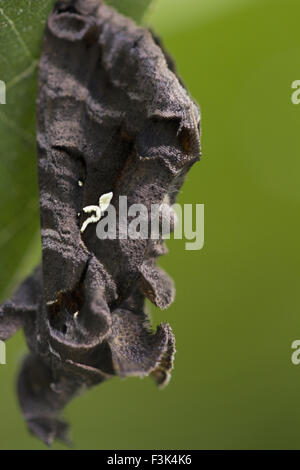 Motte, Jampue Hügel, Tripura, Indien Stockfoto