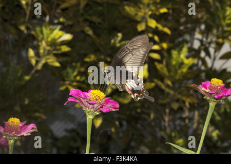 Gemeinsamen Mormone, Papilio sp, Papilionidae, Jampue Hills, Tripura, Indien Stockfoto