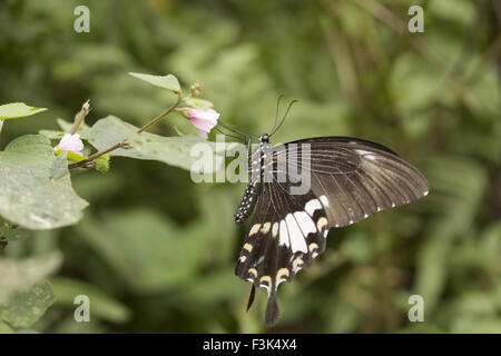 Vogelflügel, Troides helena, Papilionidae : Schwalbenschwänze Gelbe helen, Manu,Tripura, Indien Stockfoto