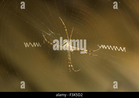 Signatur-SPIDER, Wespenspinne sp, ARANEIDAE, Manu, Tripura, Indien Stockfoto