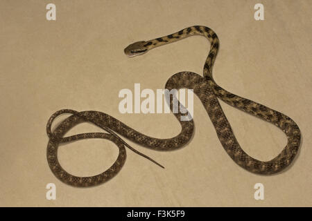 Katze-Schlange, Boiga-sp, Colubridae, Manu, Tripura, Indien Stockfoto