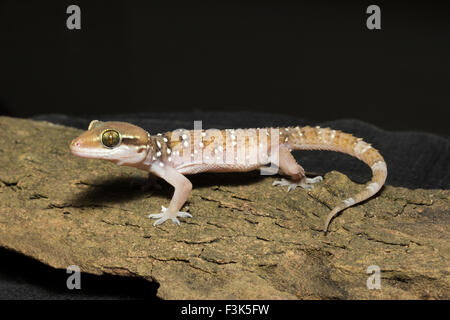 Termite Hill Gecko, Hemidactylus Triedrus, Gekkonidae, NZB, Bangalore, Indien Stockfoto