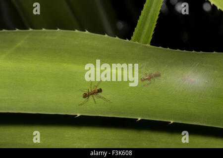 Ameise imitiert Spider, Myrmarachne sp, Salticidae, Bangalore, Indien Stockfoto