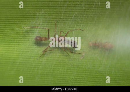 Ameise imitiert Spider, Myrmarachne sp, Salticidae, Bangalore, Indien Stockfoto