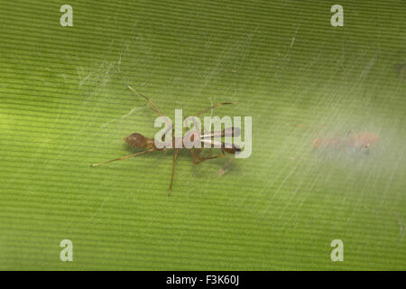 Ameise imitiert Spider, Myrmarachne sp, Salticidae, Bangalore, Indien Stockfoto