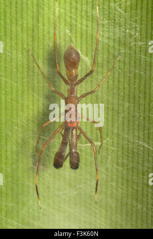 Ameise imitiert Spider, Myrmarachne sp, Salticidae, Bangalore, Indien Stockfoto