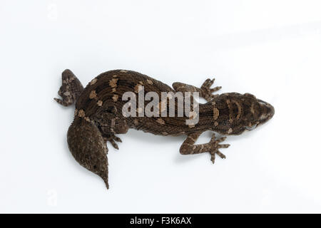 Gecko, Hemidactylus sp, Gekkonidae, India, Indien Stockfoto