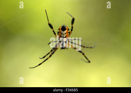 Birnenförmig Leucauge Spider, Opadometa sp, Tetragnathidae, Trishna, Tripura, Indien Stockfoto