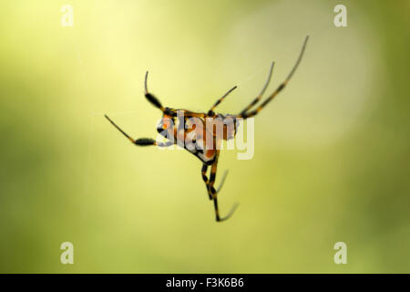 Birnenförmig Leucauge Spider, Opadometa sp, Tetragnathidae, Trishna, Tripura, Indien Stockfoto