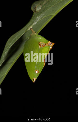 Pulverisierte Baron Puppen, Euthalia sp, Nymphalidae, Trishna, Tripura, Indien Stockfoto