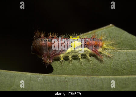 Brennnessel-Slug-Raupe, Bechermotte, Setora baibarana, Limacodidae, Trishna, Tripura, Indien Stockfoto