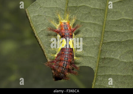 Brennnessel-Slug-Raupe, Bechermotte, Setora baibarana, Limacodidae, Trishna, Tripura, Indien Stockfoto