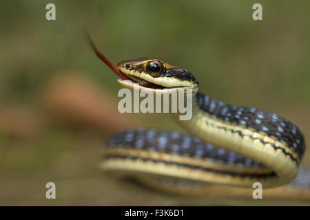 Östliche Bronzeback, Dendrelaphis Proarchos, Colubridae, Trishna, Tripura, Indien Stockfoto