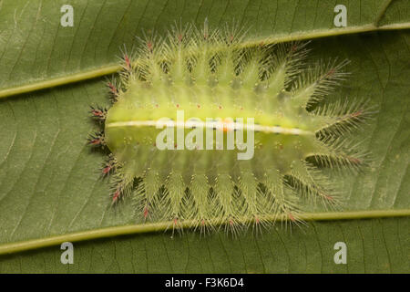 Gekrönte Schnecke Raupe, Isa textula, Familie Limacodidae., Trishna, Tripura , Indien Stockfoto