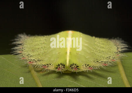 Gekrönte Schnecke Raupe, Isa textula, Familie Limacodidae, Trishna, Tripura , Indien Stockfoto