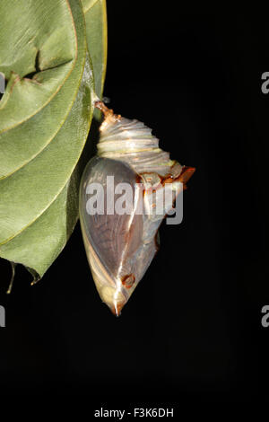 Pulverisierte Baron Puppen, Euthalia sp, Nymphalidae, Trishna, Tripura, Indien Stockfoto