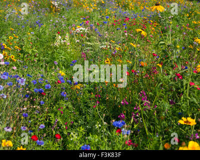 Luftige farbigen Wildblumen Hintergrundbeleuchtung mit Sonnenschein in einem Londoner park Stockfoto