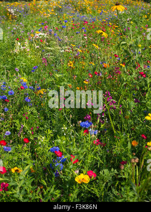 Luftige farbigen Wildblumen Hintergrundbeleuchtung mit Sonnenschein in einem Londoner park Stockfoto