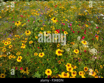 Luftige farbigen Wildblumen Hintergrundbeleuchtung mit Sonnenschein in einem Londoner park Stockfoto