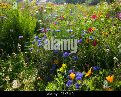 Luftige farbigen Wildblumen Hintergrundbeleuchtung mit Sonnenschein in einem Londoner park Stockfoto