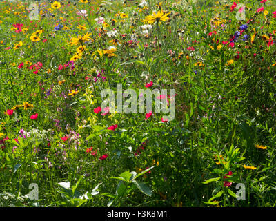 Luftige farbigen Wildblumen Hintergrundbeleuchtung mit Sonnenschein in einem Londoner park Stockfoto