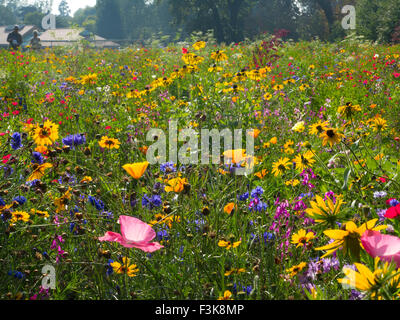 Luftige farbigen Wildblumen Hintergrundbeleuchtung mit Sonnenschein in einem Londoner park Stockfoto