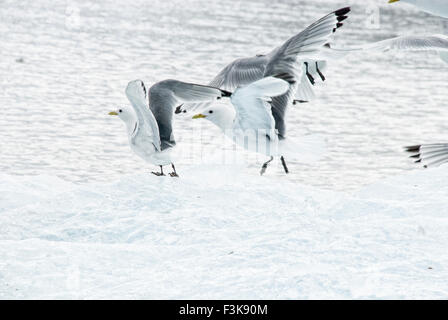 Glaucous Möwen Larus Hyperboreus, während des Fluges, Spitzbergen, Svalbard-Archipel, Norwegen Stockfoto