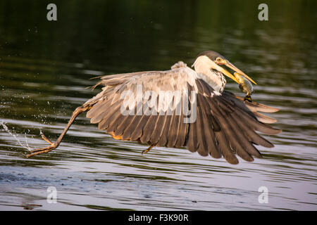 Cocoi Heron oder weiß-necked Reiher, Ardea Cocoi fliegen mit einem Fisch im Schnabel in das Pantanal Mato Grosso, Brasilien Stockfoto