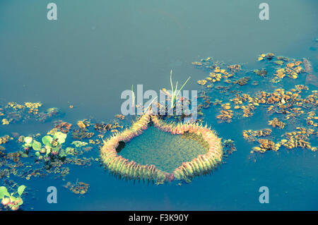 Unreife Water Lily-Pad, Giant Water Lily, Victoria Amazonica, genannt früher Victoria Regia, Panantal, Mato Grosso, Brasilien Stockfoto