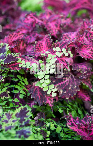 Venushaarfarns Capillus Veneris. Tausend Farn unter Coleus verlässt. Stockfoto