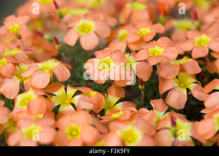 Oxalis Massoniana Blumen wachsen in einer geschützten Umgebung. Stockfoto
