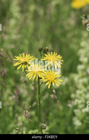 Crepis Biennis, Rough Hawksbeard wächst in Sumpfwiesen, Chertsey, Surrey, Uk. Juli. Stockfoto