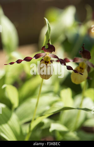 Cypripedium Parviflorum, gelbe Lady Slipper, Anbau, Surrey, UK. Juni. Stockfoto