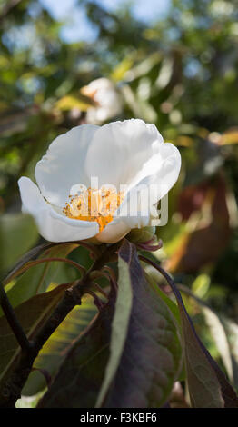 Franklinia Alatamaha, Franklin-Baum wächst in einem Wäldchen in Surrey, UK. Stockfoto