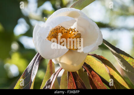 Franklinia Alatamaha, Franklin-Baum wächst in einem Wäldchen in Surrey, UK. Stockfoto