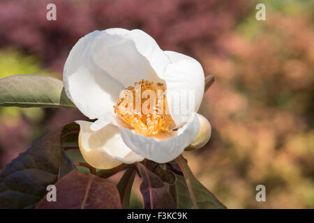 Franklinia Alatamaha, Franklin-Baum wächst in einem Wäldchen in Surrey, UK. Stockfoto