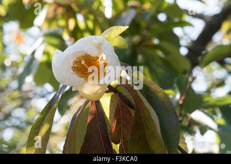 Franklinia Alatamaha, Franklin-Baum wächst in einem Wäldchen in Surrey, UK. Stockfoto