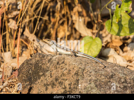 Afrikanische Bluetail Skink (Trachylepis Quinquetaeniata, ehemals Mabuya Quinquetaeniata) sonnen sich auf einem Felsen, Likoma Insel, Malawi, Südostafrika Stockfoto