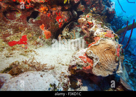 Roten Hummer in freier Wildbahn, Cayo Largo, Kuba Stockfoto