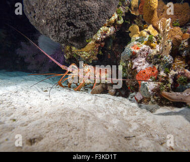 Roten Hummer in freier Wildbahn, Cayo Largo, Kuba Stockfoto