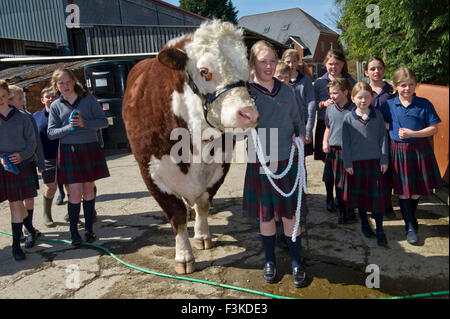 Die Ulmen Schule, Malvern, eine koedukative, unabhängige, Internat, vorbereitende Schule, mit einem angeschlossenen Bauernhof. ein UK-Kinder-Stier Stockfoto