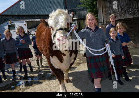 Die Ulmen Schule, Malvern, eine koedukative, unabhängige, Internat, vorbereitende Schule, mit einem angeschlossenen Bauernhof. ein UK-Kinder-Stier Stockfoto