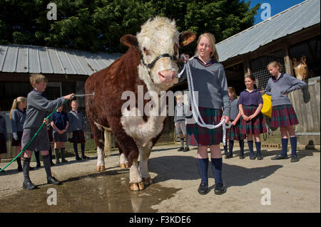 Die Ulmen Schule, Malvern, eine koedukative, unabhängige, Internat, vorbereitende Schule, mit einem angeschlossenen Bauernhof. ein UK-Kinder-Stier Stockfoto