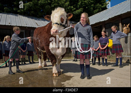 Die Ulmen Schule, Malvern, eine koedukative, unabhängige, Internat, vorbereitende Schule, mit einem angeschlossenen Bauernhof. ein UK-Kinder-Stier Stockfoto